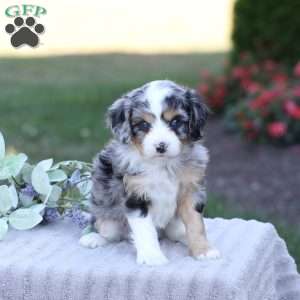 Jean, Cavapoo Puppy
